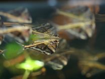 Foto artística del pez hacha de mármol