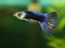 Guppy azul