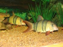 Peces Botia tigre en acuario