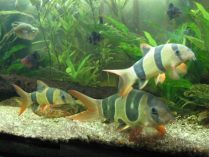 Peces Botia tigre