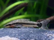 Peces Otocinclus affinis