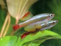 Peces Tanichthys albonubes