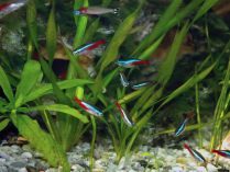 Peces Tetra neón alevines