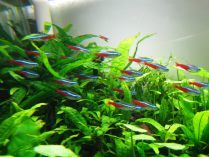 Peces Tetra neón