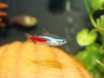 Pequeño Tetra neón