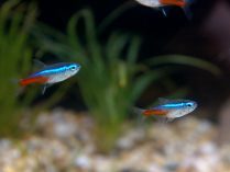 Pequeños peces Tetra neón