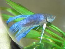 Pez Betta azul