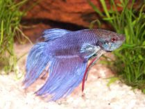 Pez Betta splendens