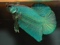 Pez Betta verde