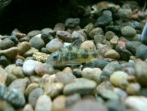 Pez Corydoras paleatus