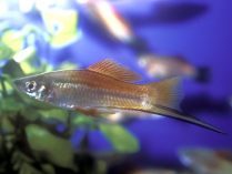 Pez Xiphophorus helleri